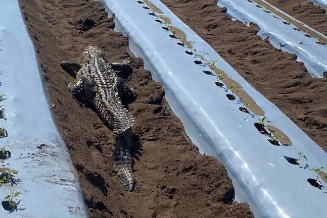 El animal media alrededor de 2 metros con 58 centímetros y pesaba aproximadamente 80 kilogramos.
