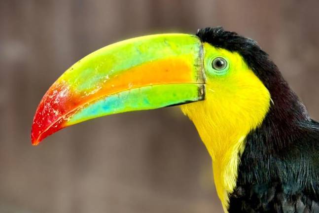El Gran Acuario Mazatlán creó un hábitat especialmente diseñado para el desarrollo de los tucanes.