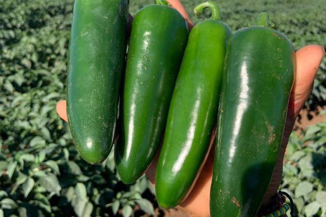 Agricultores han decidido cortar las plantas de chile serrano y jalapeño en busca de producir otros cultivos.