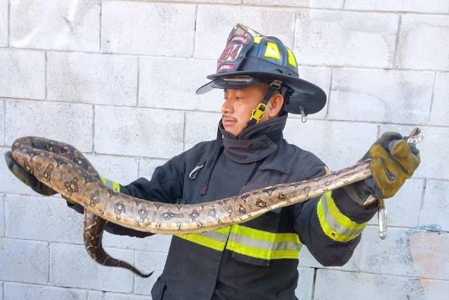 La víbora fue reubicada en una zona lejana de la población.