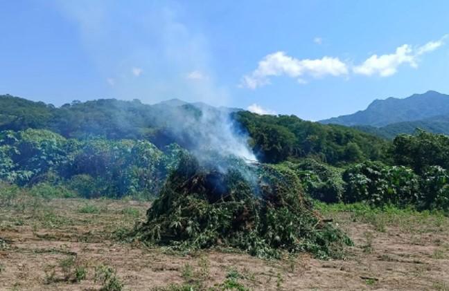 $!Marina localiza y destruye 132 toneladas de plantas de mariguana, en Tamazula, Durango