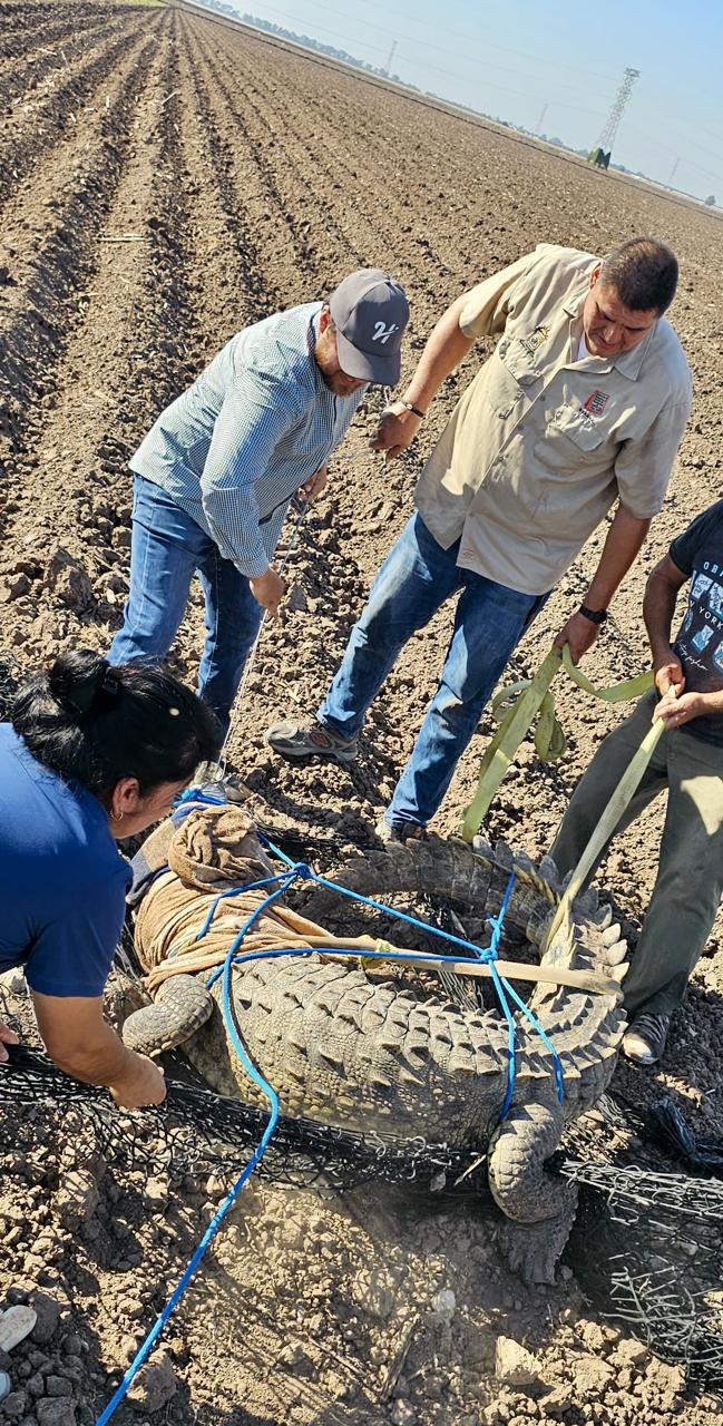 $!Captura PC a cocodrilo de casi tres metros en el campo El Diez y lo liberan en su hábitat