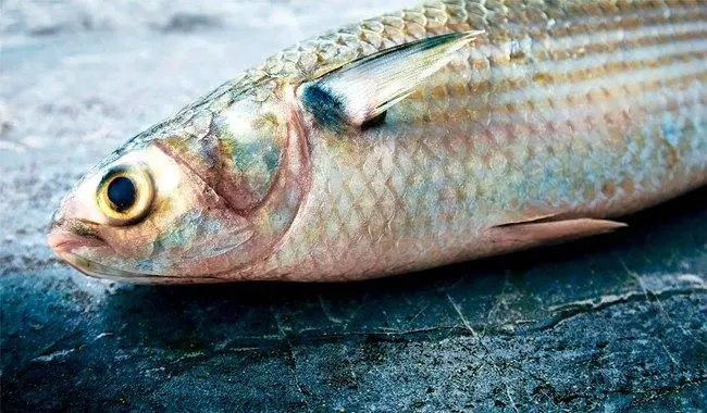 El periodo de veda para la especie de la Lisa (Mugil cephalus) inició el primer día de diciembre de 2025.