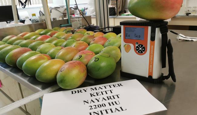$!Es México quinto lugar mundial como productor y exportador de mango