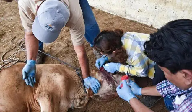 Culiacán concentra la mayor cantidad de casos con 45, seguido por Rosario con 13 y Mazatlán con 12.