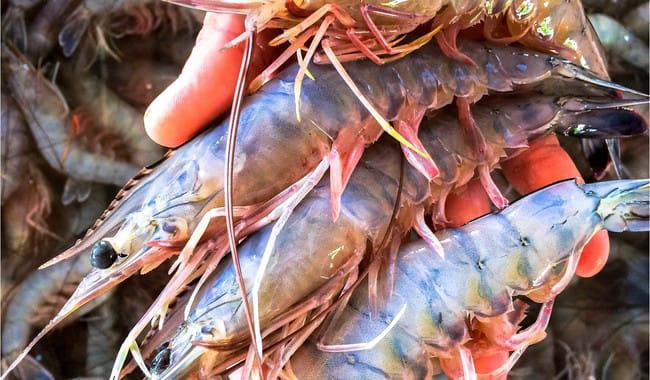 $!Este domingo 6 de abril inicia la veda del camarón en el Océano Pacífico