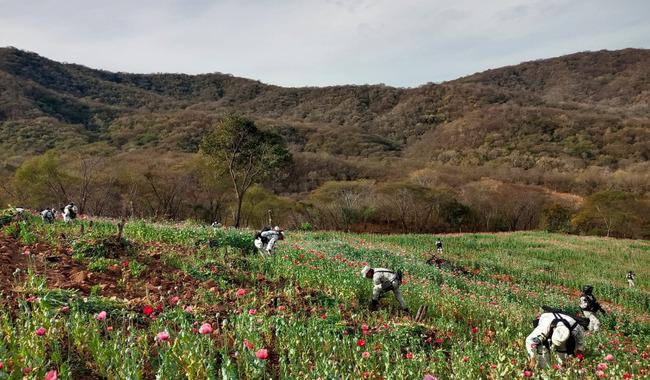 $!Sembrando Vida, uno de los programas prioritarios de AMLO, no contribuye a la sustitución de cultivos ilegales