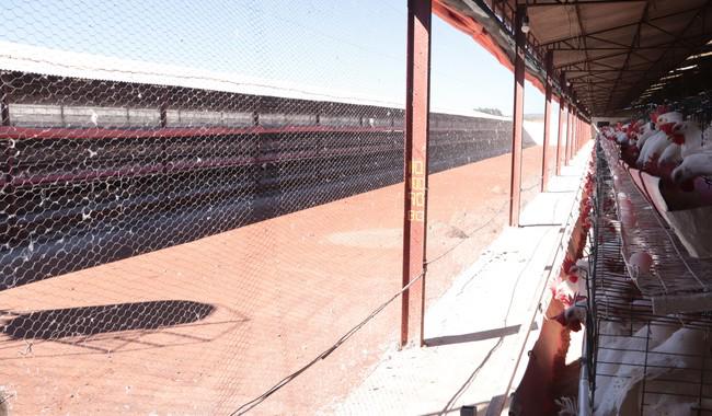 Reportan primer caso de influenza aviar AH5 de alta patogenicidad en granja de Sonora