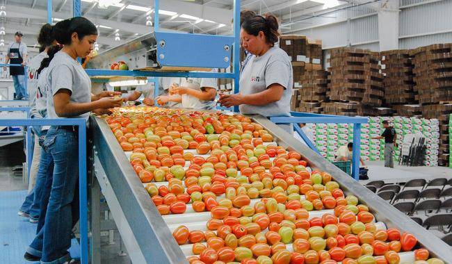México fija precios mínimos de exportación para el tomate fresco