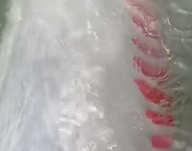 Difunden imágenes del ‘Pechocho’ herido, el delfín de Topolobampo