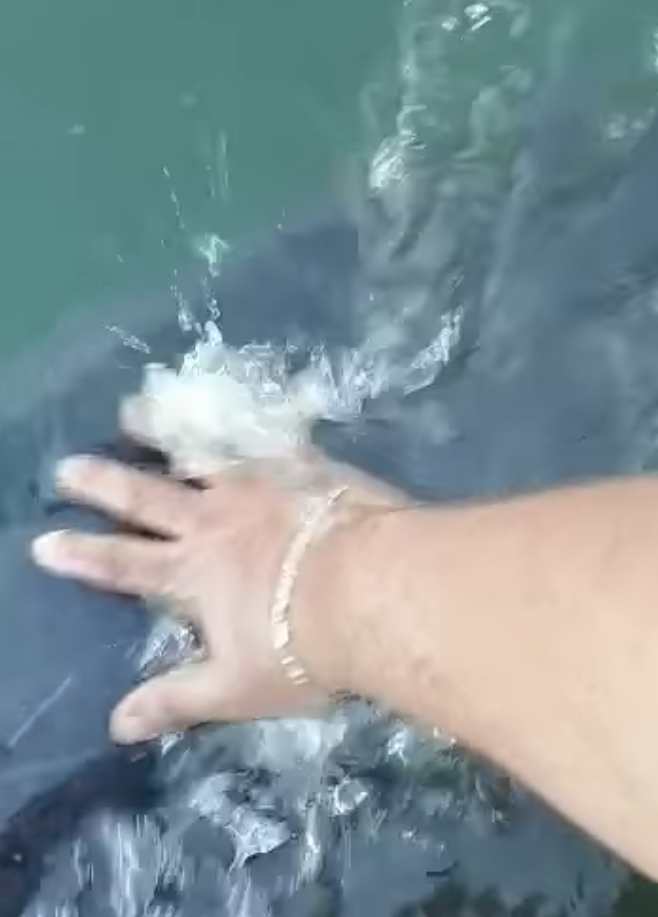 $!Difunden imágenes del ‘Pechocho’ herido, el delfín de Topolobampo