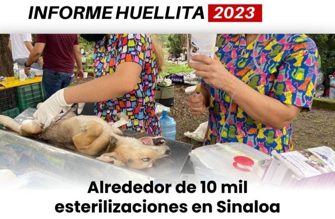 Huellitas con Causa cerró 2023 con 10 mil esterilizaciones de animales en Sinaloa