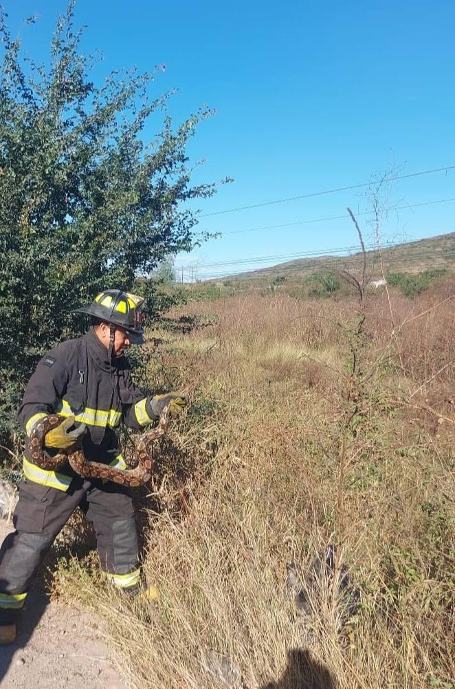 $!Retiran víbora en Santa Fe, al sur de Mazatlán y la reubican en zona lejana de la población