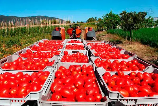 Exportadores mexicanos lamentan arancel del 17% impuesto por EU: ‘No hay quien reemplace al tomate mexicano’