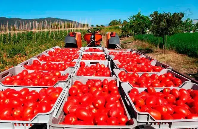 En un comunicado, exportadores señalan que la decisión afectará tanto a la industria hortícola nacional como a los consumidores estadounidenses.