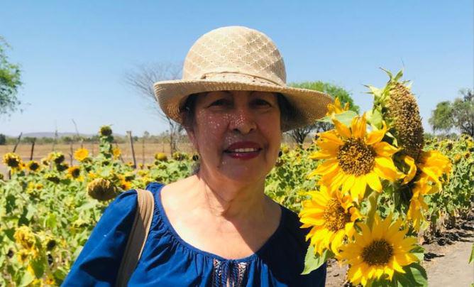 Florecen girasoles en Mocorito