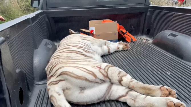 $!Trasladarán al Zoológico de Culiacán a 40 felinos rescatados del santuario Black Jaguar