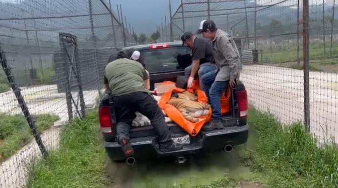 Trasladarán al Zoológico de Culiacán a 40 felinos rescatados del santuario Black Jaguar