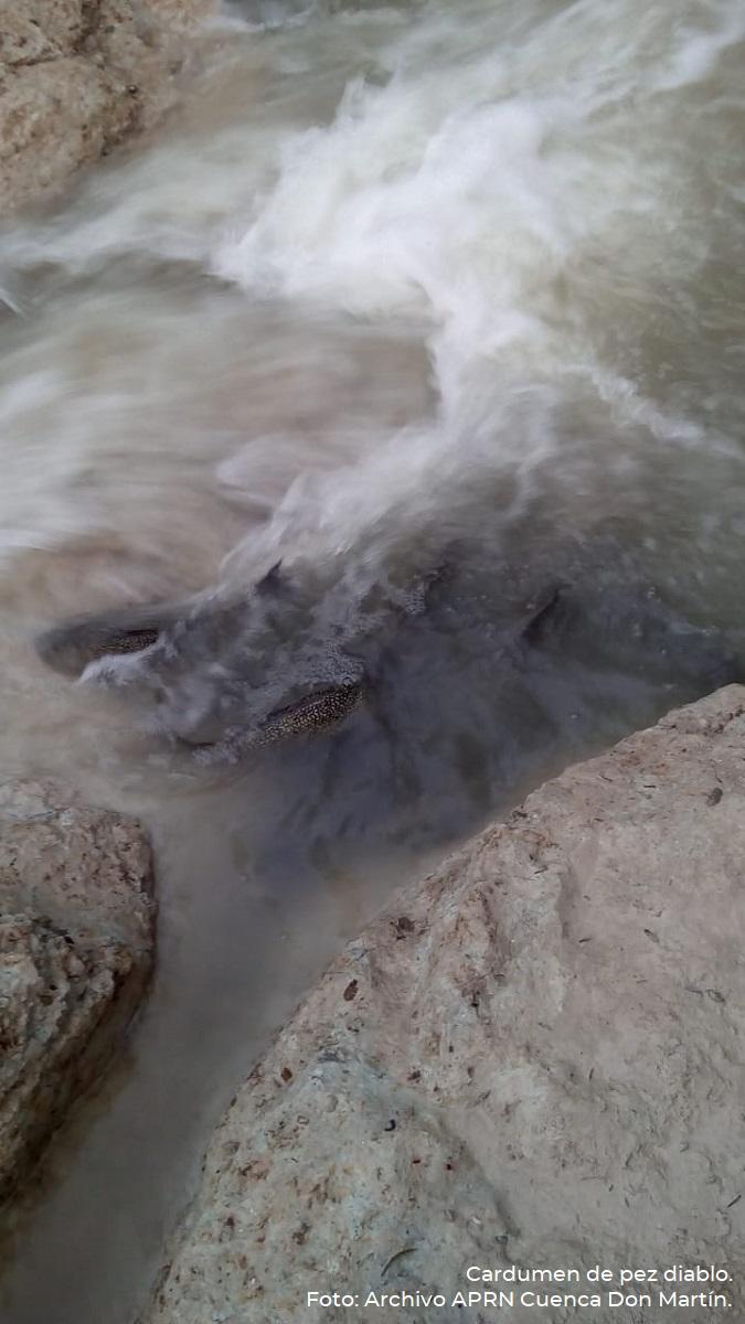 $!Cardumen pequeño de pez diablo (Pterygoplichthys pardalis), ubicado en la Presa Don Martín, en Coahuila.