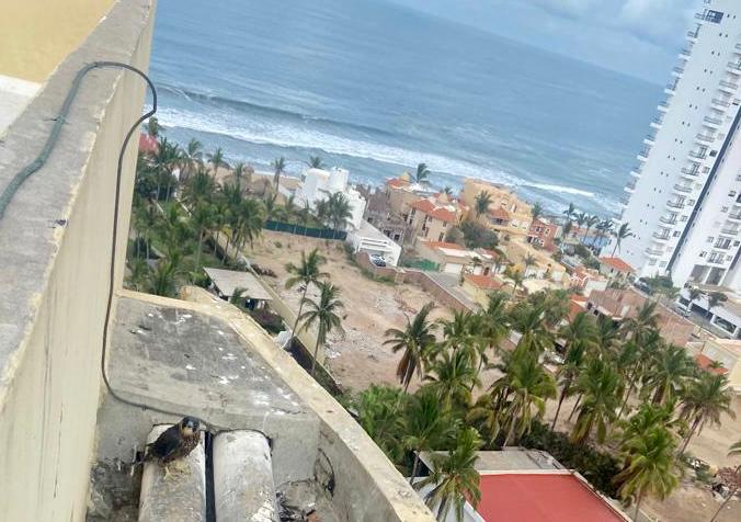 $!En Mazatlán trabajadores de hotel salvan a un halcón peregrino