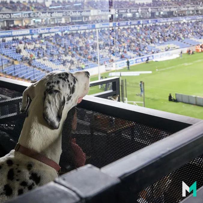 $!El Estadio Corregidora se convierte en el primero Pet Friendly en el mundo