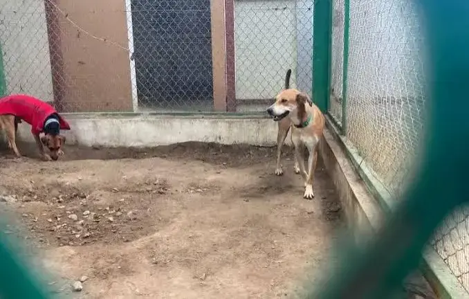 Erika García Campos hizo un llamado a la población para que las denuncias no se limiten a publicaciones en redes sociales.