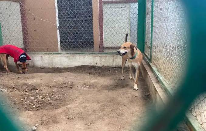 El Gobierno de Mazatlán reporta que reciben hasta 30 denuncias por maltrato animal a la semana.