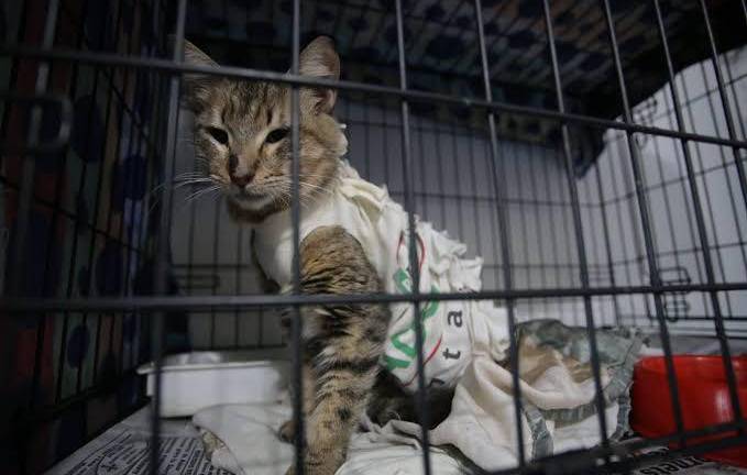 Las transfusiones deben cumplir ciertos requisitos.