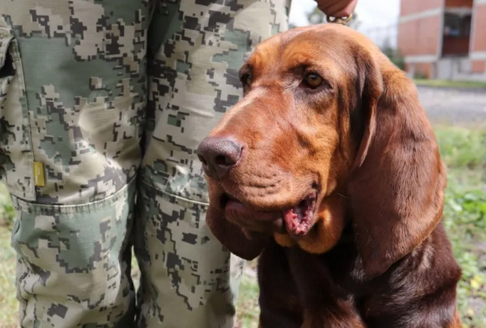 ‘Max’, el elemento canino de la Semar que ayudó a detener a Caro Quintero