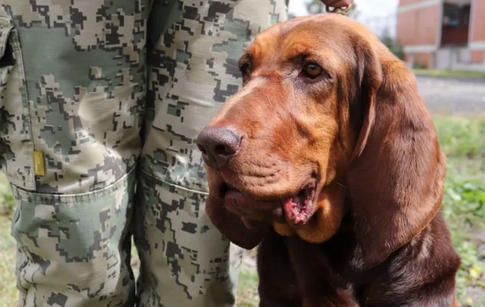 “Max”, el elemento canino de la Secretaría de Marina que ayudó a localizar a Rafael Caro Quintero en la sierra de Choix.