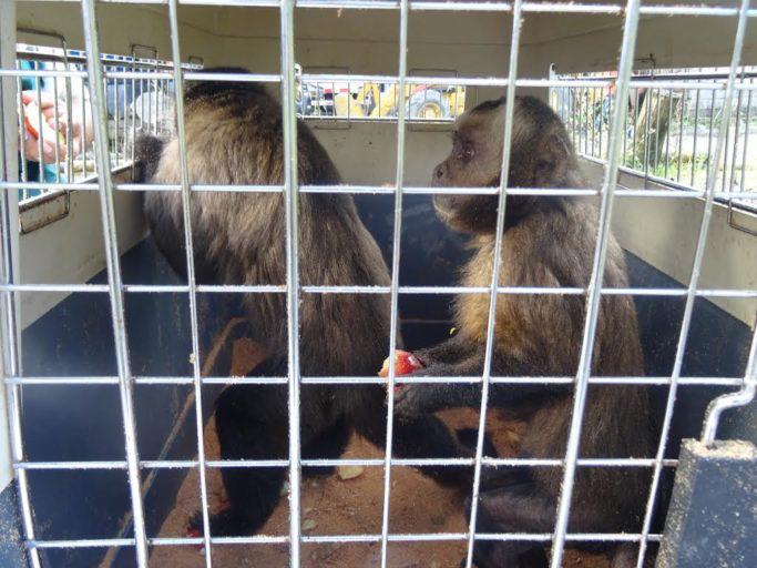 $!Los monos están entre las especies más amenazadas por el tráfico de fauna silvestre.