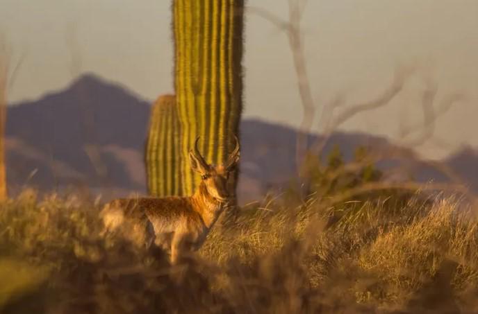 $!En la área protegida habita el berrendo, una especie catalogada bajo alguna amenaza por la NOM-059.