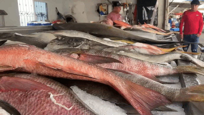 $!Registran alza en venta de pescado en embarcadero a la Isla de la Piedra