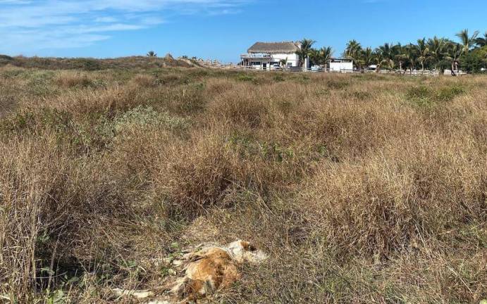 Los cuerpos de tres perros fueron encontrados recientemente en las inmediaciones de la playa El Maviri, en Ahome.