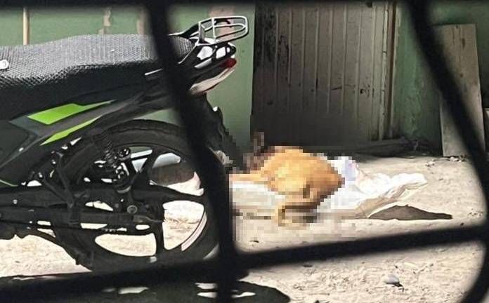 La fundación informó que el animal perdió la vida como víctima colateral del enfrentamiento armado ocurrido en la zona.