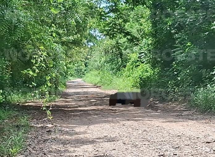 $!Encuentran asesinado a un hombre en El Walamo, al sur de Mazatlán; estaba degollado y con disparos