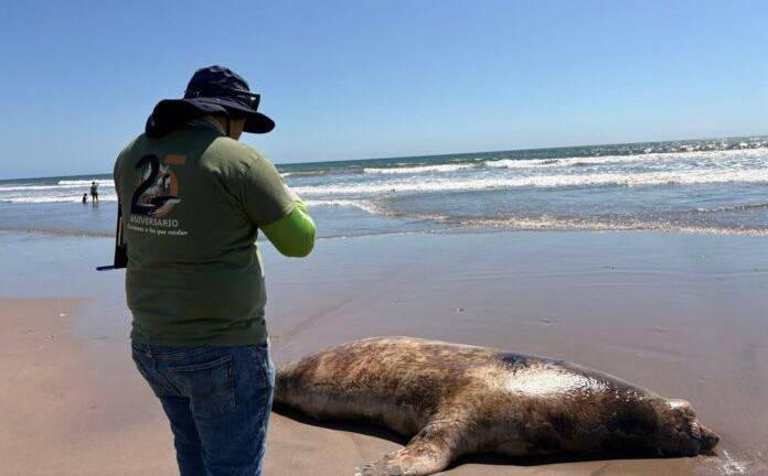 El lobo marino falleció en las costas rosarenses.