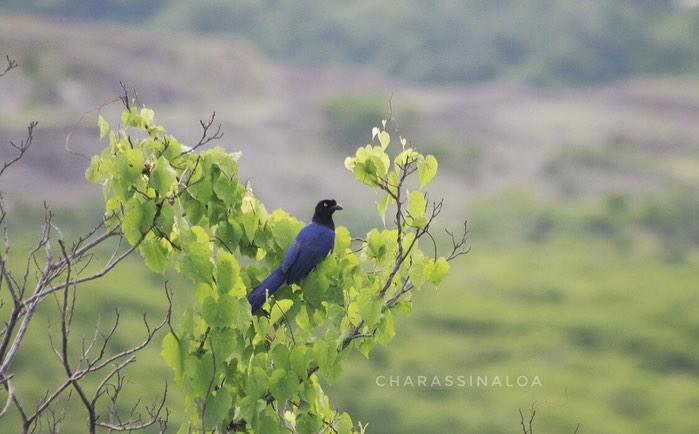 Observación de aves en Culiacán, una actividad en crecimiento