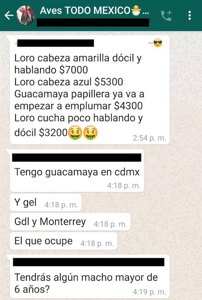 $!La guacamaya verde y roja están en peligro de extinción y su venta está prohibida desde 2008.