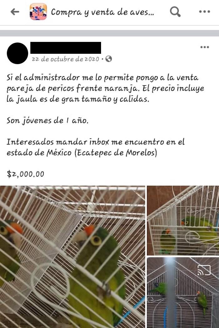 $!Los pericos frente naranja están sujetos a protección especial por la NOM-059.