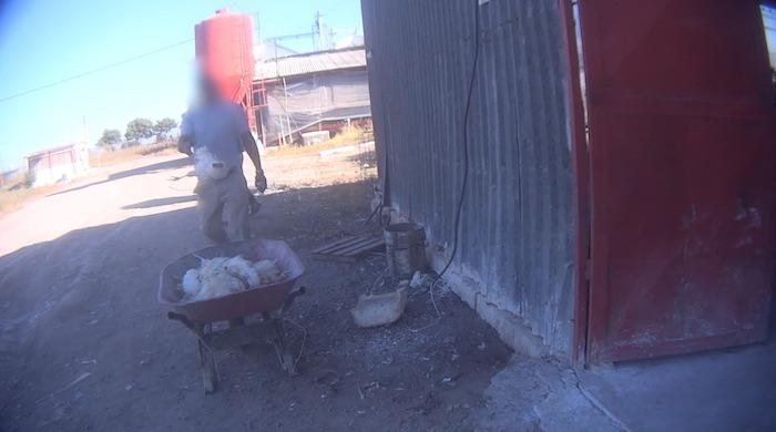 $!Cadáveres de gallinas en carreta.