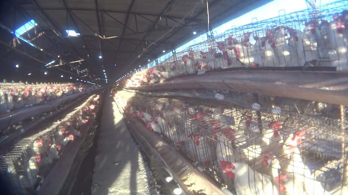 Gallinas viven hacinadas por falta de regulación para producir como máquinas: ONG