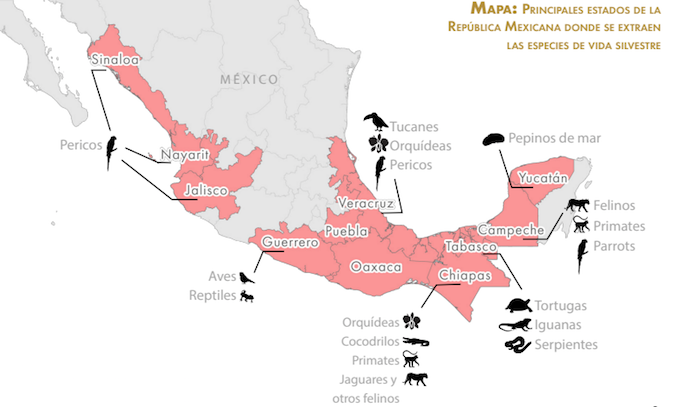 $!Mapa de los principales estados de la República donde se extraen animales silvestres.