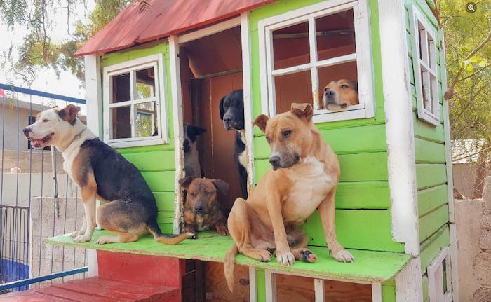 $!El refugio de Mundo Patitas alberga a 60 perros rescatados de situación de maltrato y abandono extremo.