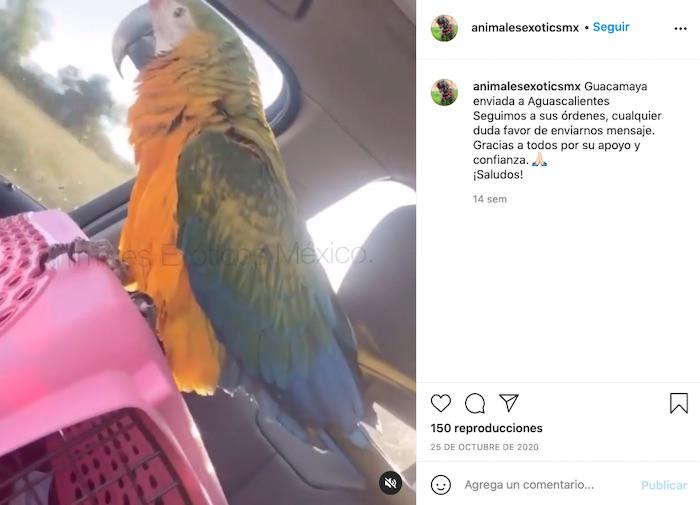 $!Desde el 2008 se encuentra prohibida la venta o posesión de cualquier especie de la familia de guacamayas, loros o pericos que se distribuyen en México, a menos que tengan más de 10 años, informa la Profepa.