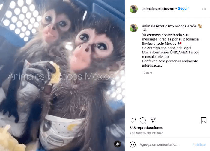 $!El mono araña, al igual que el saraguato, está en peligro de extinción.