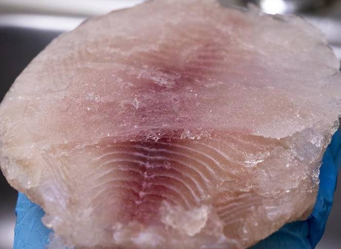 Oceana revela fraude en el pescado congelado