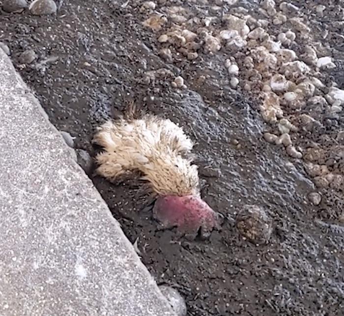 $!Cadáver de gallina entre estiércol.