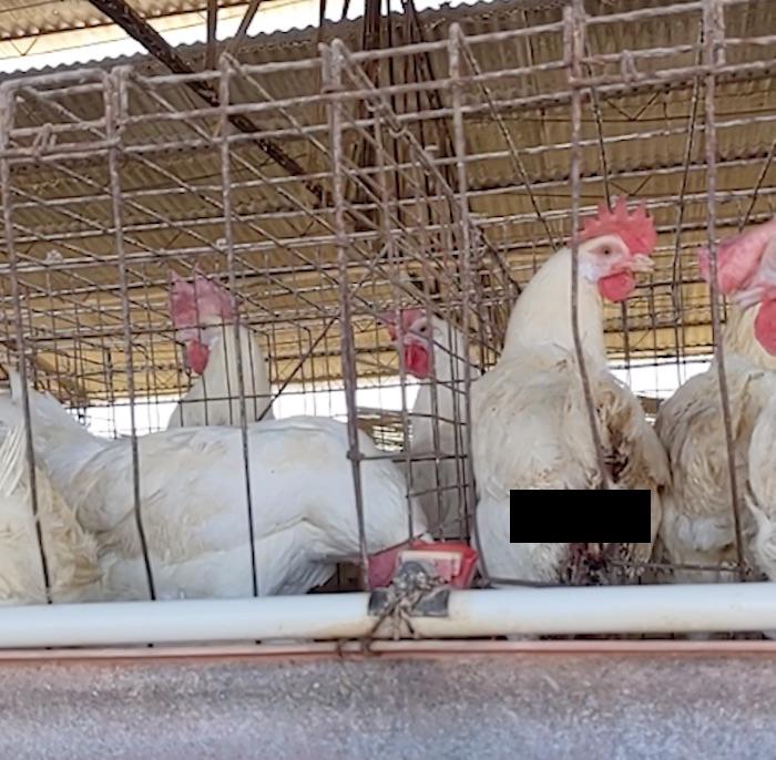 $!La explotación de gallinas provoca que su aparato reproductor se dañe hasta la muerte.