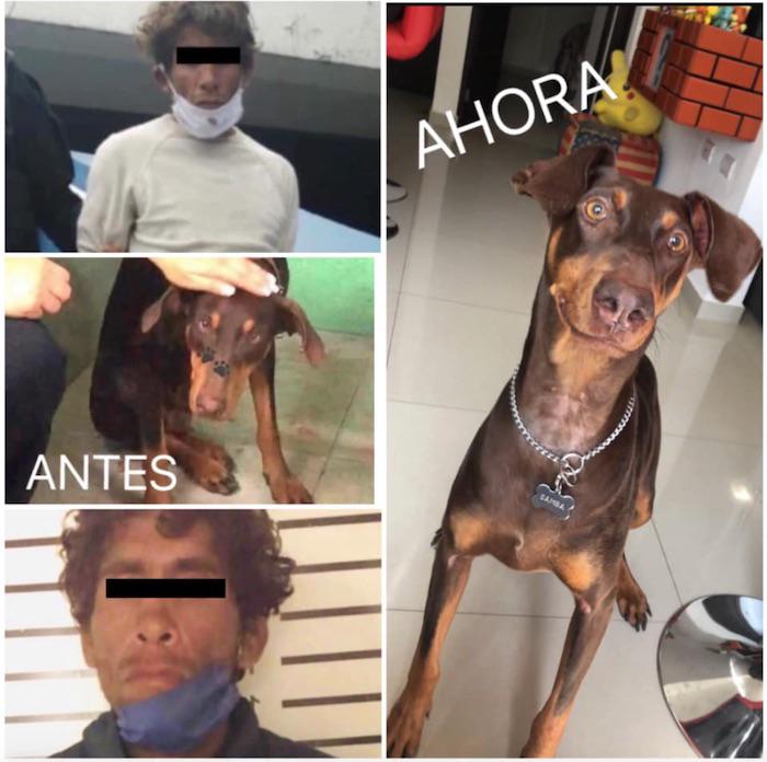 $!Ambar, perra víctima de zoofilia en la CDMX, fue rescatada y el sujeto puesto en prisión preventiva.